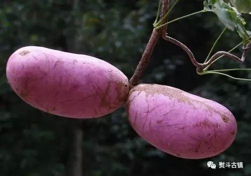 八月瓜热门歌曲有哪些,旋律动人，歌声传情