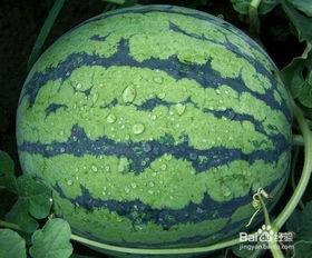 黑籽瓜怎么吃,解锁美味新体验