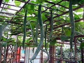 今日蛇瓜价格行情,涨跌波动，市场动态一览