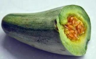 吃牛角瓜后黑便,揭秘食用后的消化反应