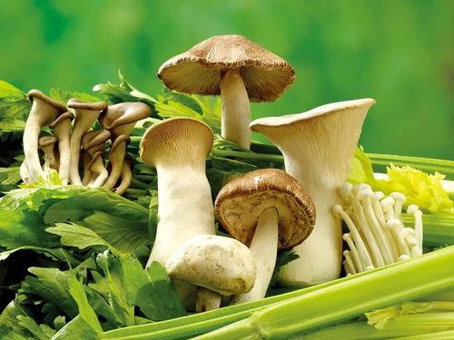 17c黑蘑菇吃瓜官网,揭秘网络热点的幕后故事