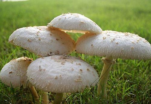 17c黑蘑菇吃瓜官网,揭秘网络热点的幕后故事