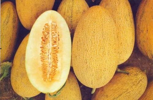 今日嘉兴哈密瓜行情,今日价格波动及市场动态一览