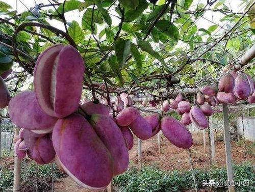 八月瓜热门文案怎么写,探寻自然之宝，品味健康生活新风尚