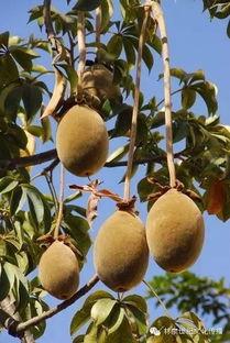 角瓜有黑筋可以吃吗,角瓜黑筋安全食用指南