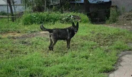 黑贝瓜怎么吃,探索美味与营养的完美结合