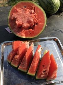 近期热门吃瓜网红是谁