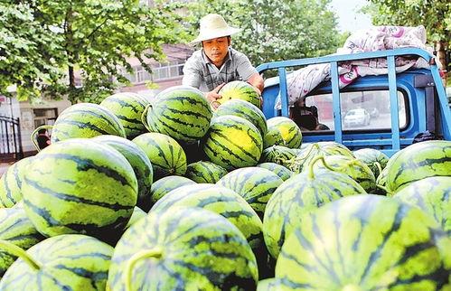 小吊瓜西瓜今日价,小吊瓜西瓜，新鲜上市，价格实惠