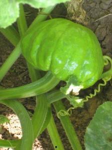 云南七叶瓜今日售价,价格行情一览”