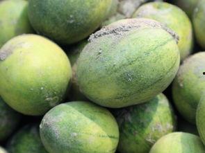 云南元谋今日小瓜价格,市民抢购热潮涌动