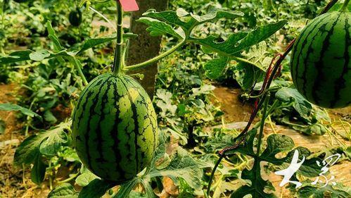 云南元谋今日小瓜价格,市民抢购热潮涌动