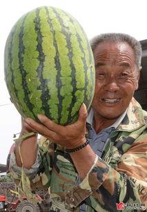 在哪里吃热门瓜好吃又便宜,热门瓜果美味又实惠的必吃之地