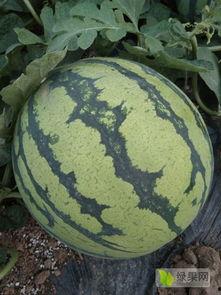 美都麒麟瓜今日行情,价格波动与市场动态一览