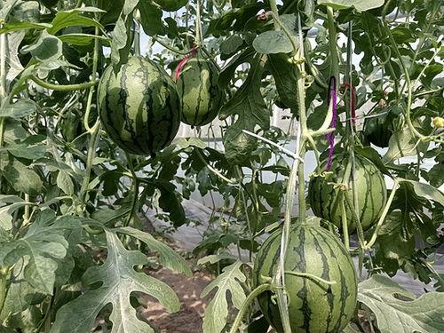 郑州中牟吊瓜今日价格,新鲜上市，实惠抢购！