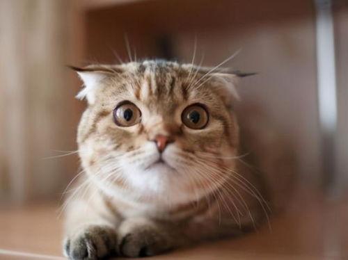 猫咪可以吃黑瓜吗,揭秘黑瓜是否适合猫咪食用