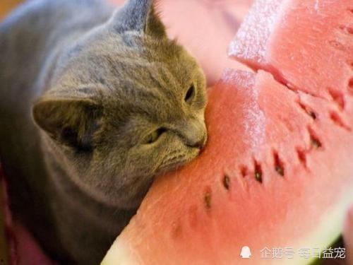猫咪可以吃黑瓜吗,揭秘黑瓜是否适合猫咪食用