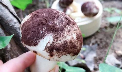 蘑菇视频爆料黑料吃瓜51,揭秘黑料吃瓜51背后的真相