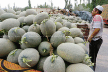 湖州哈密瓜今日价格,价格行情一览”