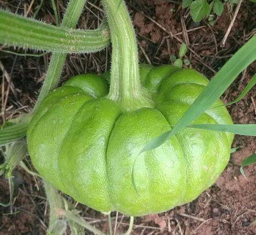 版纳姜柄瓜今日价格,市场行情实时解析