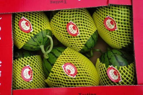 西安吊瓜价格今日行情,波动中寻稳