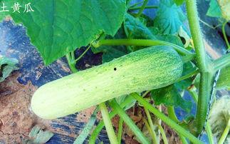 上热门摘瓜的乐趣有哪些,揭秘网络潮流新玩法