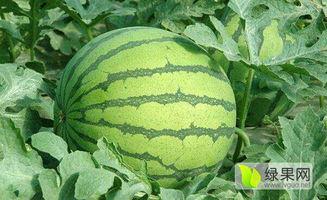 晴蓝福瓜今日价格,探寻夏日瓜果新宠的甜蜜奥秘