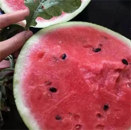 西双版纳麒麟瓜今日行情,今日价格走势分析