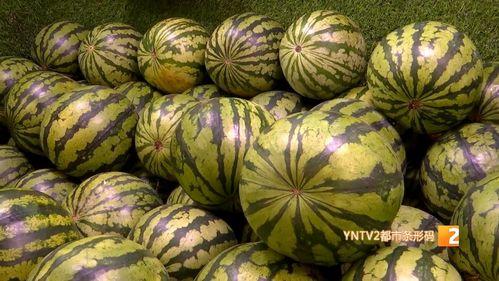 西双版纳麒麟瓜今日行情,今日价格走势分析