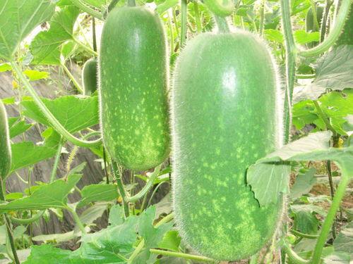 高次脆瓜今日价格,今日市场行情一览