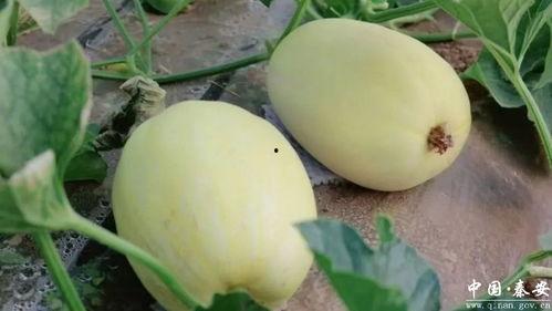 高次脆瓜今日价格,今日市场行情一览