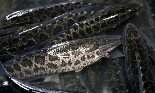 黑鱼视频吃瓜热门网站大全,热门网站大全吃瓜指南