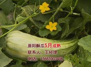 安徽酥瓜今日行情价格,价格波动解析与市场动态一览”