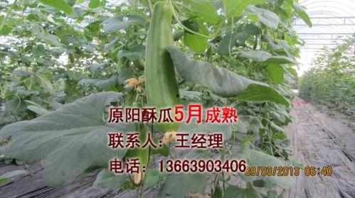 安徽酥瓜今日行情价格,价格波动解析与市场动态一览”