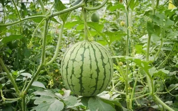 近期热门吃瓜事件内蒙古,揭秘近期热门吃瓜事件背后的真相