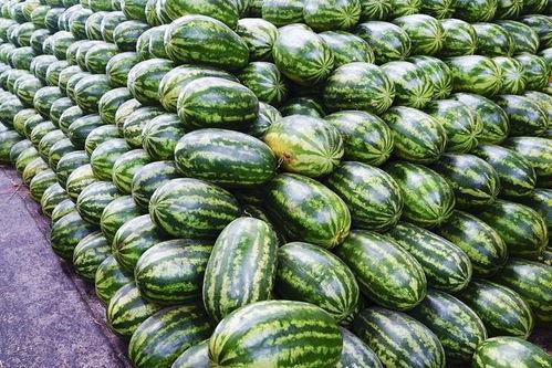 线瓜今日价格最新报价,线瓜今日价格行情一览”