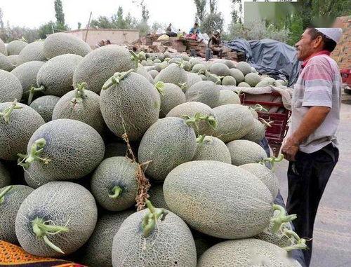 海南今日哈密瓜价,新鲜直供，价格亲民