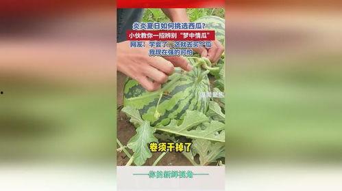 鉴定一下网络热门瓜,追踪热点背后的真相与奥秘