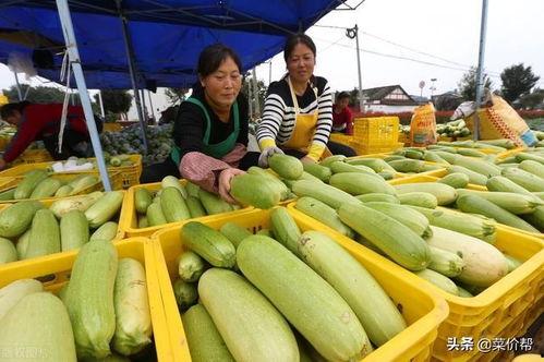 寿光今日菜价吊瓜价格,吊瓜价格走俏，市民争相购买”