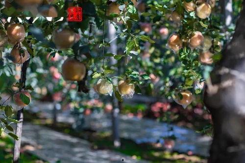 今日大沙河吊瓜行情,今日市场动态一览