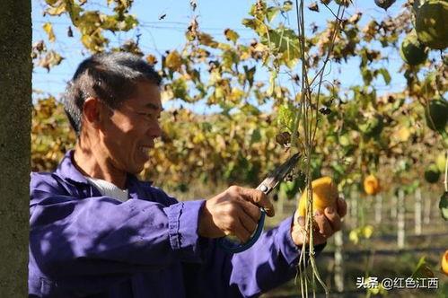 吊瓜今日价格行情,涨跌波动一览无遗