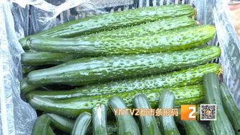 通海今日小瓜价格多少,市场行情一览