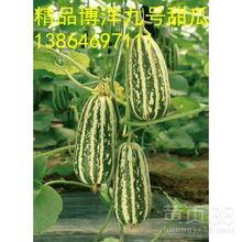 今日洋瓜价格最新行情,价格波动解析与市场趋势洞察