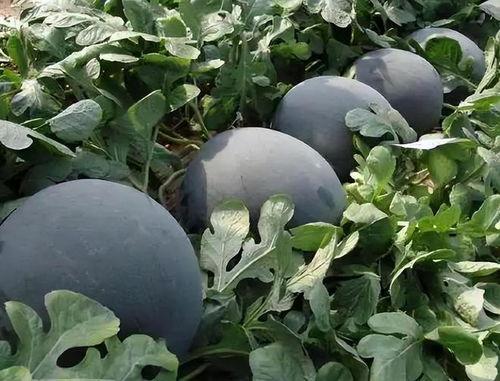 大黑吃瓜,揭秘娱乐圈幕后风云