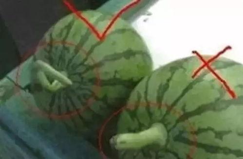 吃黑瓜的网站叫什么名字,探寻神秘网络世界的秘密角落