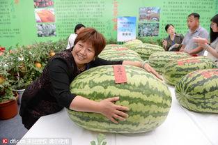 北京瓜王今日头条,瓜王今日头条揭晓，谁是果香四溢的佼佼者？