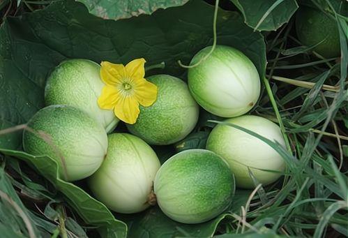 云南小瓜价格今日价格,市场行情一览”