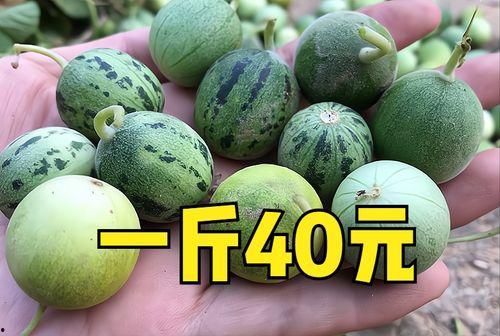 云南小瓜价格今日价格,市场行情一览”