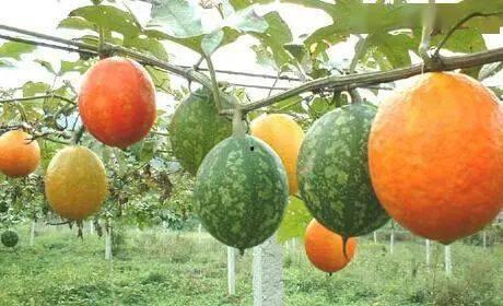 河南吊瓜今日行情如何,丰收喜人，价格稳中有升