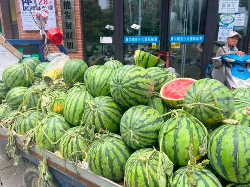 河南吊瓜今日行情如何,丰收喜人，价格稳中有升