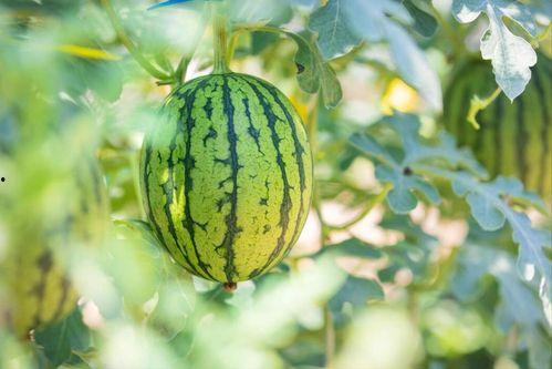 飞瓜热门素材哪里找的,探寻热门内容背后的秘密